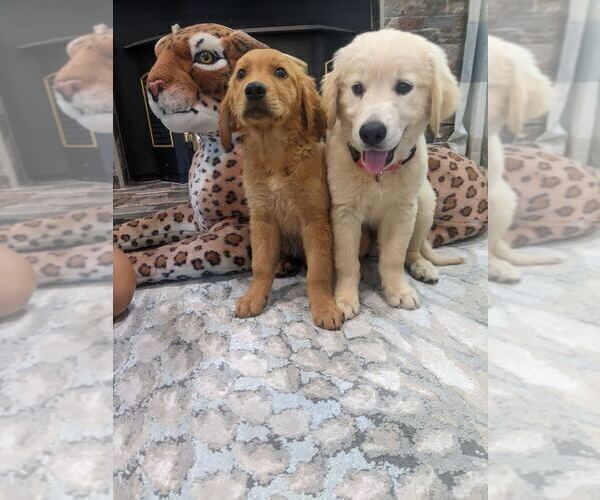 Medium Photo #6 English Cream Golden Retriever Puppy For Sale in SACRAMENTO, CA, USA