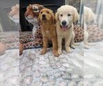Small #5 English Cream Golden Retriever