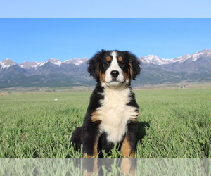 Bernese Mountain Dog Puppy for Sale in HORN CREEK, Colorado USA