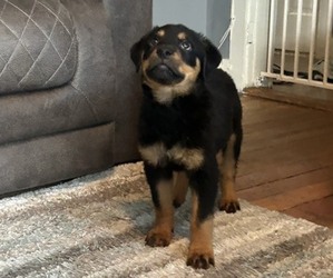 Rottweiler Puppy for sale in CHELSEA, MA, USA