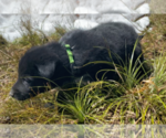 Small Photo #2 Karelian Bear Dog Puppy For Sale in ANACONDA, MT, USA
