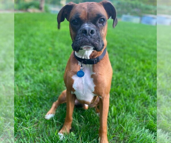 Medium Photo #2 Boxer Puppy For Sale in Brights Grove, Ontario, Canada