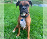 Small #1 Boxer