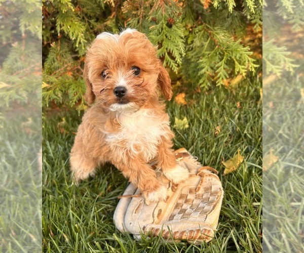 Medium Photo #3 Cavapoo Puppy For Sale in MIDDLEBURY, IN, USA