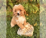 Small Photo #3 Cavapoo Puppy For Sale in MIDDLEBURY, IN, USA