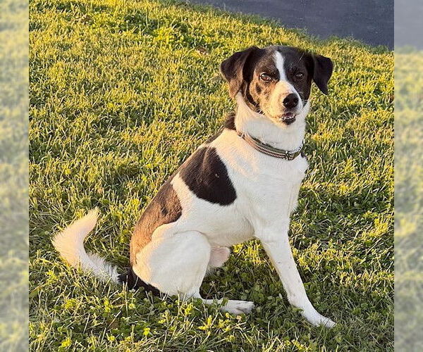 Medium Photo #1 Mutt Puppy For Sale in Genesee, WI, USA