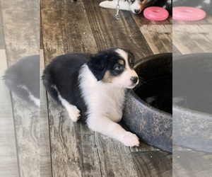 Australian Shepherd Puppy for sale in AMHERST, VA, USA