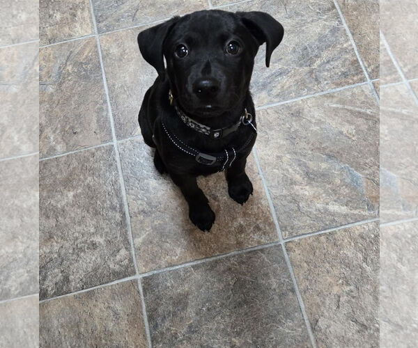 Medium Photo #3 Labbe Puppy For Sale in Princeton, MN, USA