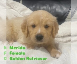 Medium Golden Retriever
