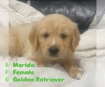 Puppy Merida Golden Retriever