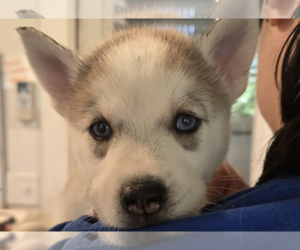 - Mix Dogs for adoption in Unionville, PA, USA