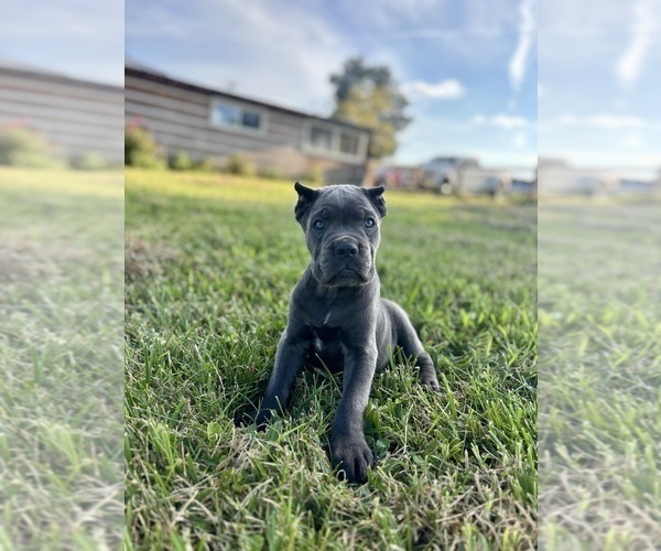 Medium Photo #3 Cane Corso Puppy For Sale in CLARKRANGE, TN, USA
