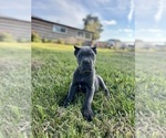 Small #2 Cane Corso