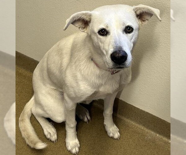 Medium Photo #2 Anatolian Shepherd-Unknown Mix Puppy For Sale in San Antonio, TX, USA