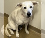 Small #1 Anatolian Shepherd Mix