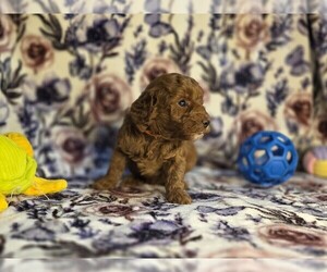 Medium Poodle (Miniature)