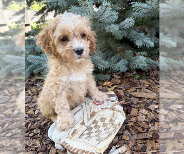 Medium Photo #2 Cockapoo (Miniature) Puppy For Sale in MIDDLEBURY, IN, USA