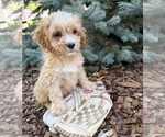 Small #1 Cockapoo (Miniature)