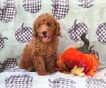 Small Photo #2 Cavapoo-Poodle (Miniature) Mix Puppy For Sale in LAKELAND, FL, USA