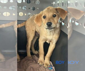 Shepradors Dogs for adoption in Aurora, IN, USA