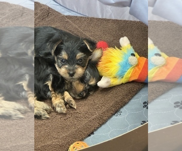 Medium Photo #3 Yorkshire Terrier Puppy For Sale in SOUTHPORT, NC, USA