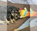 Small Photo #3 Yorkshire Terrier Puppy For Sale in SOUTHPORT, NC, USA