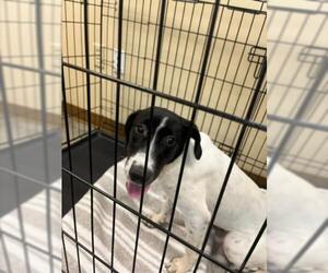 Pointer-Unknown Mix Dogs for adoption in Texas City, TX, USA