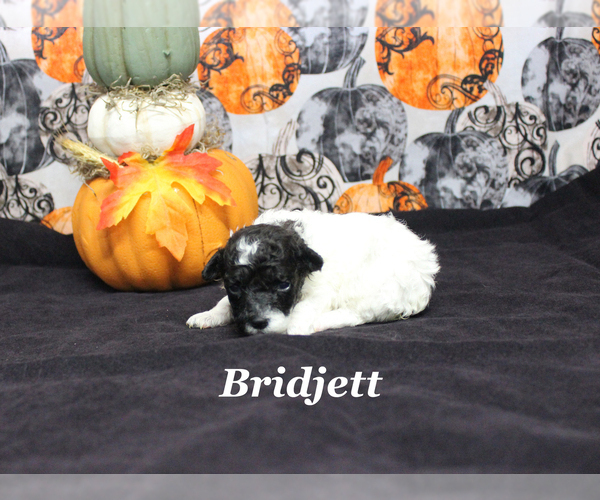 Medium Photo #5 Poodle (Toy) Puppy For Sale in CHANUTE, KS, USA
