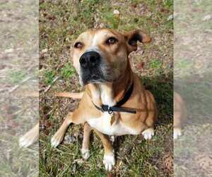 Labrador Retriever-Unknown Mix Dogs for adoption in WINTERVILLE, GA, USA