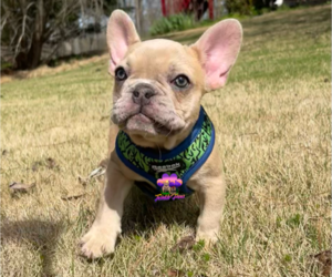 Bulldog Puppy for sale in POWDER SPRINGS, GA, USA