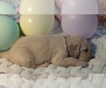 Small Photo #60 Golden Retriever Puppy For Sale in MODESTO, CA, USA