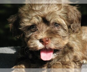 Havanese Puppy for Sale in WILSON, New York USA