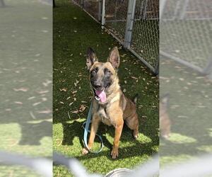 German Shepherd Dog Dogs for adoption in Downey, CA, USA