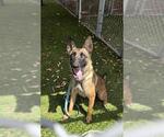 Small German Shepherd Dog