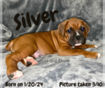 Puppy Silver Boxer