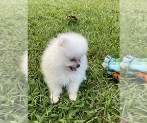 Pomeranian Puppy for sale in CASTLE HAYNE, NC, USA