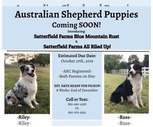 Australian Shepherd Puppy for sale in KODAK, TN, USA