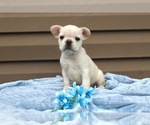 Puppy Gwinn French Bulldog
