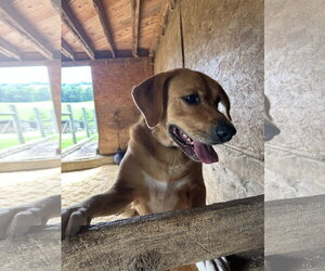 Charlie - Male Labrador Retriever-Unknown Mix Dog for Adoption - Photo #2