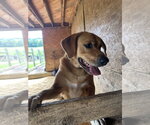 Small #1 Labrador Retriever Mix