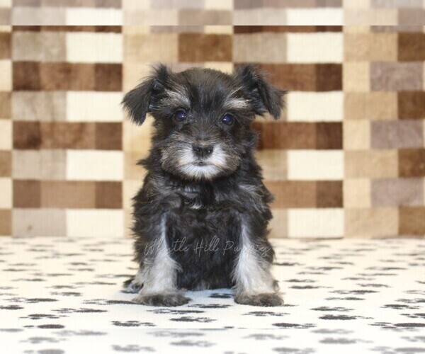 Medium Photo #3 Schnauzer (Miniature) Puppy For Sale in DENVER, PA, USA