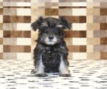Small #2 Schnauzer (Miniature)
