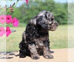 Small #4 Cockapoo-Poodle (Toy) Mix
