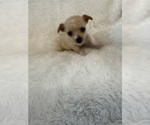 Small #4 Chihuahua