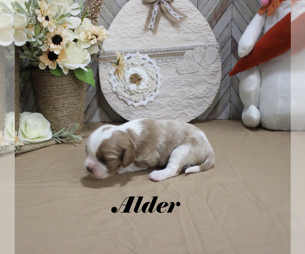 Medium Photo #9 Cavalier King Charles Spaniel Puppy For Sale in CHANUTE, KS, USA