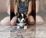 Small #6 Pembroke Welsh Corgi