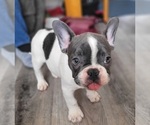 Small Photo #3 French Bulldog Puppy For Sale in CLINTON, IA, USA