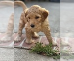 Small #23 Goldendoodle
