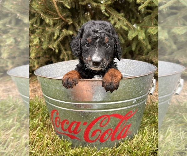 Medium Photo #4 Bernedoodle (Miniature) Puppy For Sale in MIDDLEBURY, IN, USA
