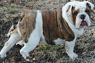 Father of the Valley Bulldog puppies born on 02/28/2016
